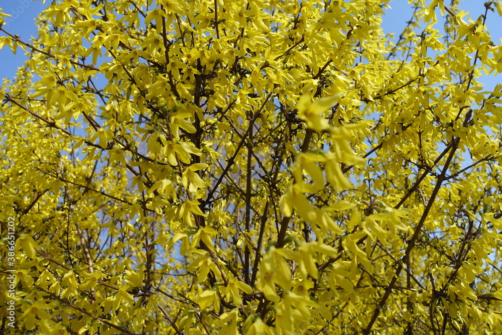 Plenty of yellow flowers of forsythia in April Plenty of yellow flowers of forsythia in April