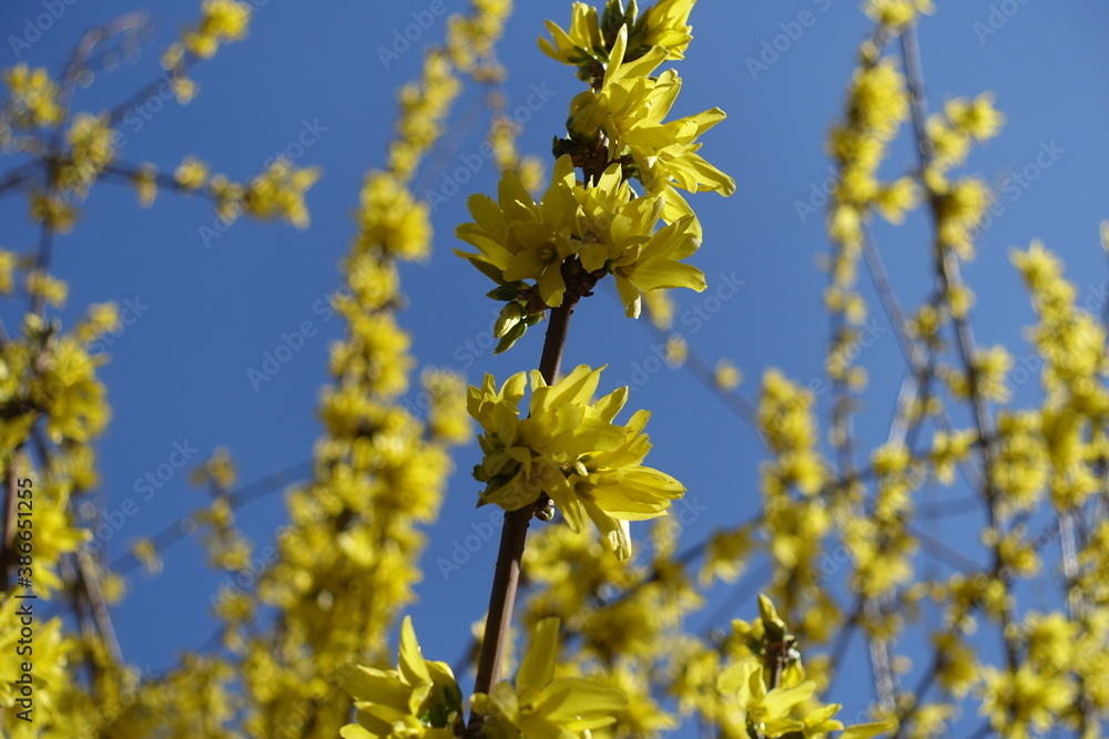 Racemes of yellow flowers on branch of forsythia against blue sky in April Racemes of yellow flowers on branch of forsythia against blue sky in April