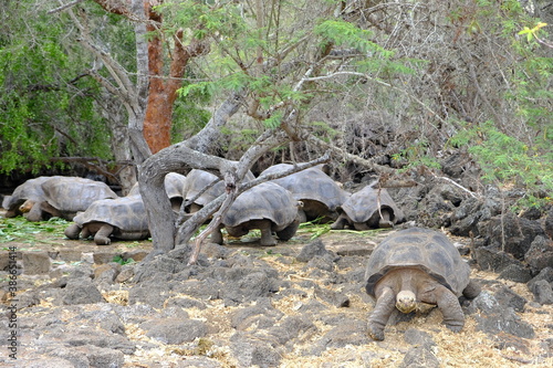 Ecuador Galapagos Islands - Santa Cruz Island Giant Galapagos tortoise in Charles Darwin Research Station