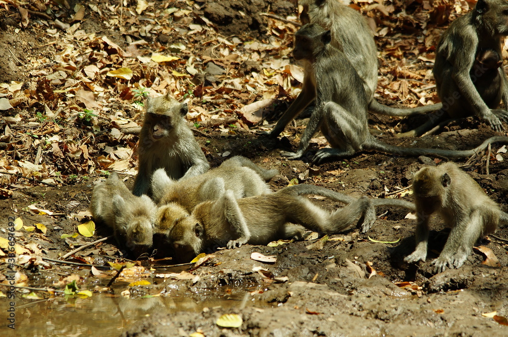 The crab eating macaque (Macaca fascicularis), also known as the long