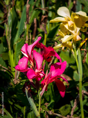 Beautiful Flowers in the Gardens