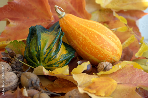 Group of decorative pumpkins  autumnal orange yellow green beautiful squashes spread on dry fall leaves  together with nuts