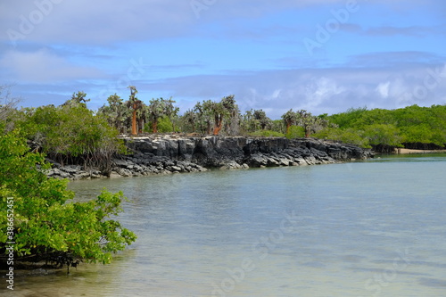 Ecuador Galapagos Islands - Santa Cruz Island Tortuga Laguna coast with Cactus trees