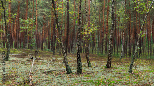 Fototapeta Naklejka Na Ścianę i Meble -  Las