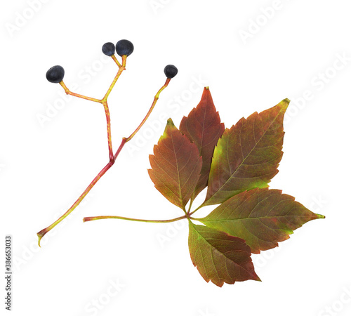 Colorful autumn leaf and bl...