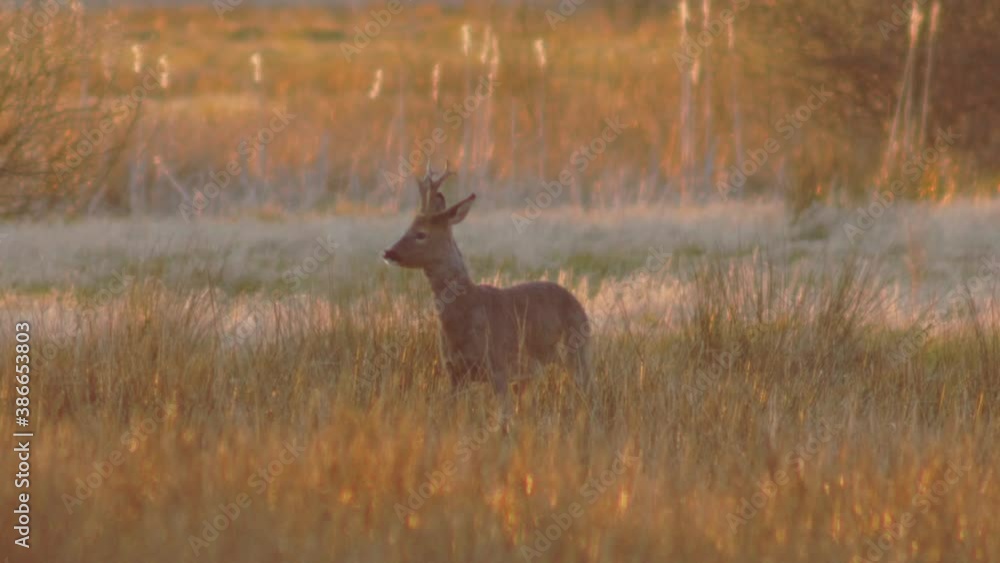 Roe Deer Buck In The Meadow A Spring Evening In Jutland, Denmark (Rådyr buk i engen en forårsaften i Jylland) Roe Deer Buck In The Meadow A Spring Evening In Jutland, Denmark (Rådyr buk i engen en forårsaften i Jylland)