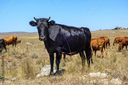 Young black bull distracted from process of day grazing to pose before camera