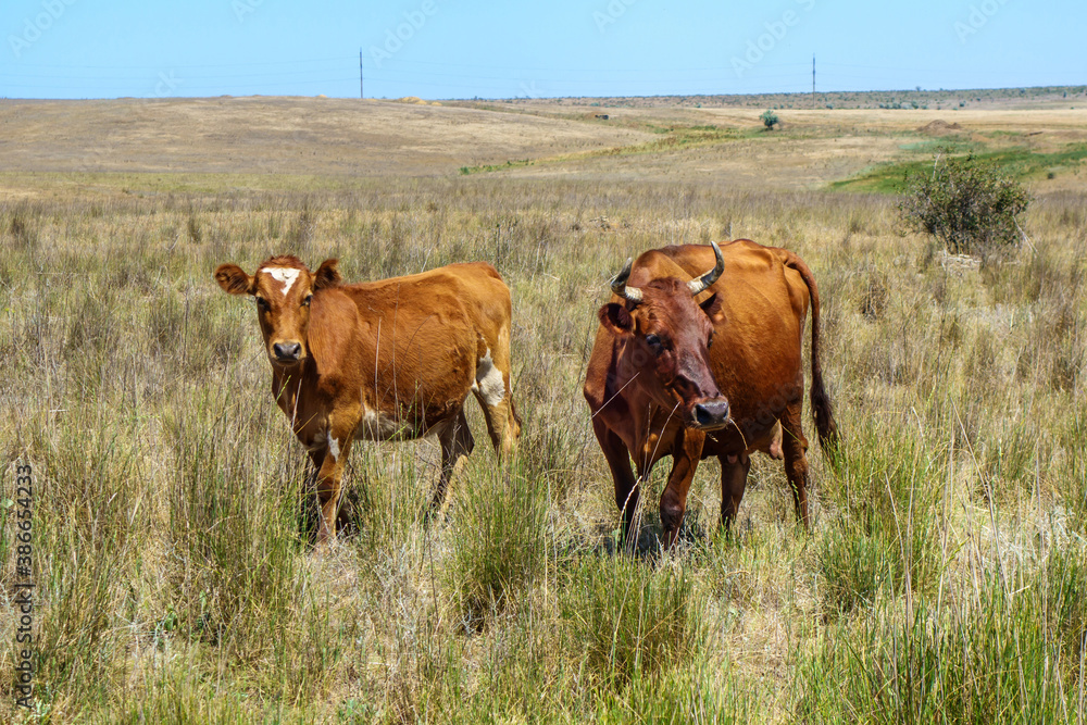 Cow & her calf are grazing in the pasture. Calf is looking into camera warily, but curiously Cow & her calf are grazing in the pasture. Calf is looking into camera warily, but curiously