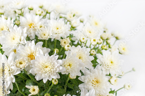 Chrysanthemum multiflora flowers and buds
