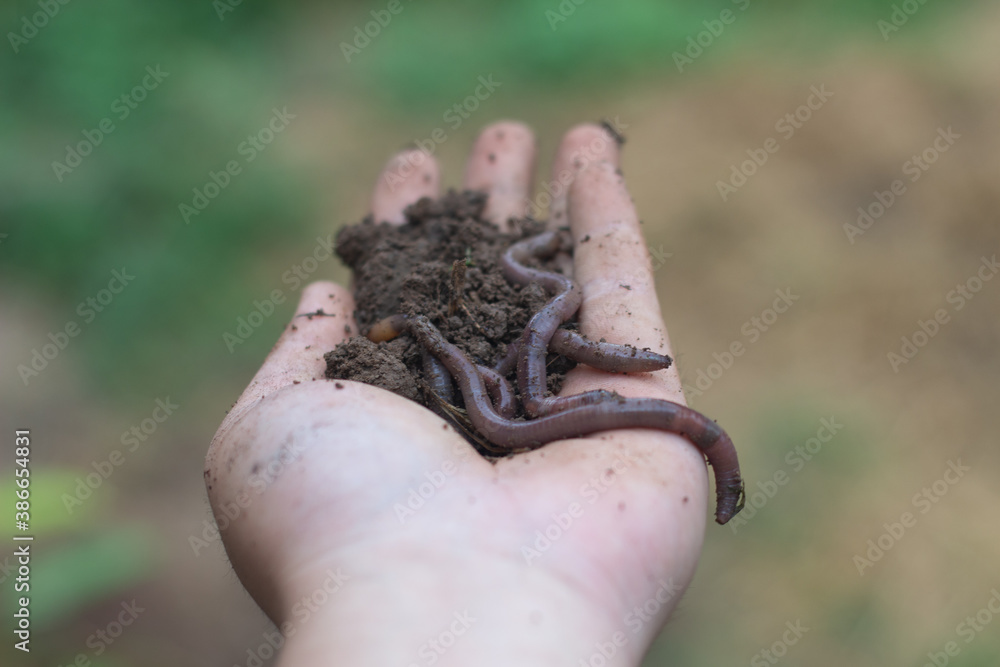 Earthworms that decompose the humus in the soil