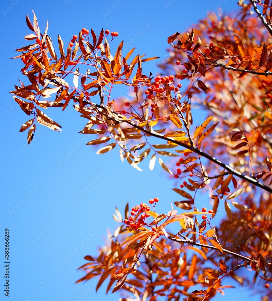 bunches of autumn red viburnum berries bunches of autumn red viburnum berries