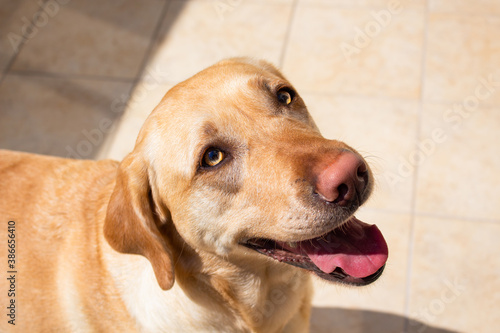 Labrador Retriever Smile