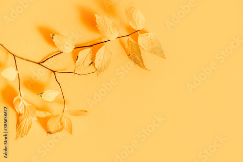 Wallpaper Mural Flat lay of nature pattern colorful autumn leaves on yellow background. Seasonal concept Torontodigital.ca