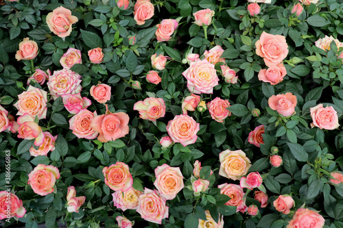 Plant background with small pink roses. Flower garden. Botanical card.