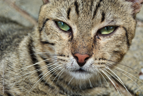 close up portrait of a cat with striped fur and green eyes