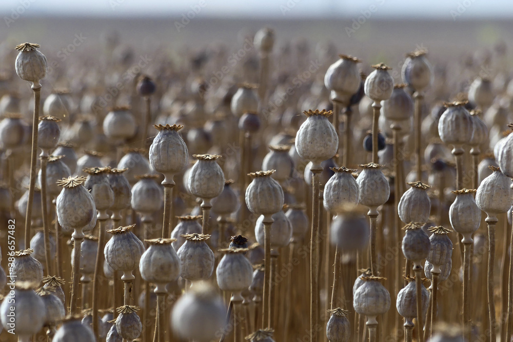 Opium field, with the seed capsules of the opium poppy (Papaver somniferum) - obrazy, fototapety, plakaty 