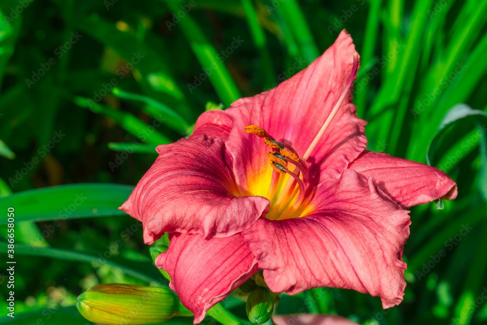 Orange daylily flower on a green background