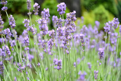 Narrow-leaved lavender flowers (Lavandula angustifolia Mill.) photo