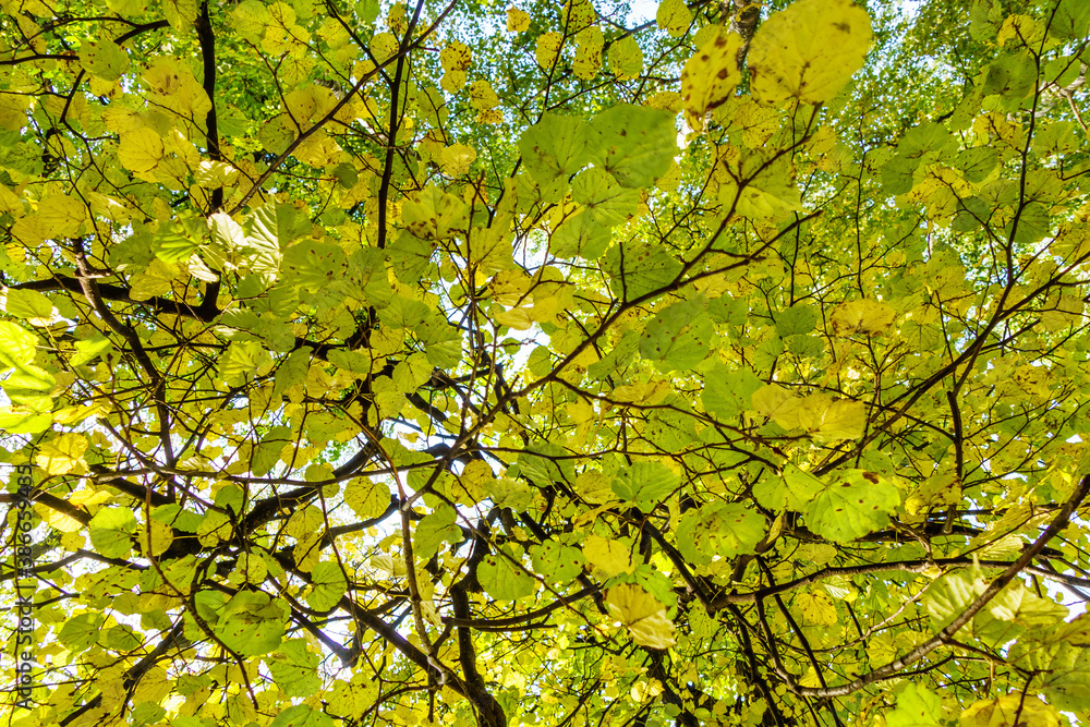 Yellow autumnal foliage of birch tree as it looks from the ground Yellow autumnal foliage of birch tree as it looks from the ground