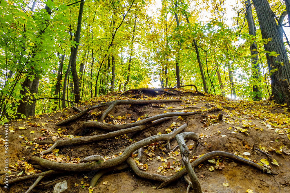 Fototapeta premium Intricately twisted tree roots on the path to top of forest hill. Yellow autumn trees around