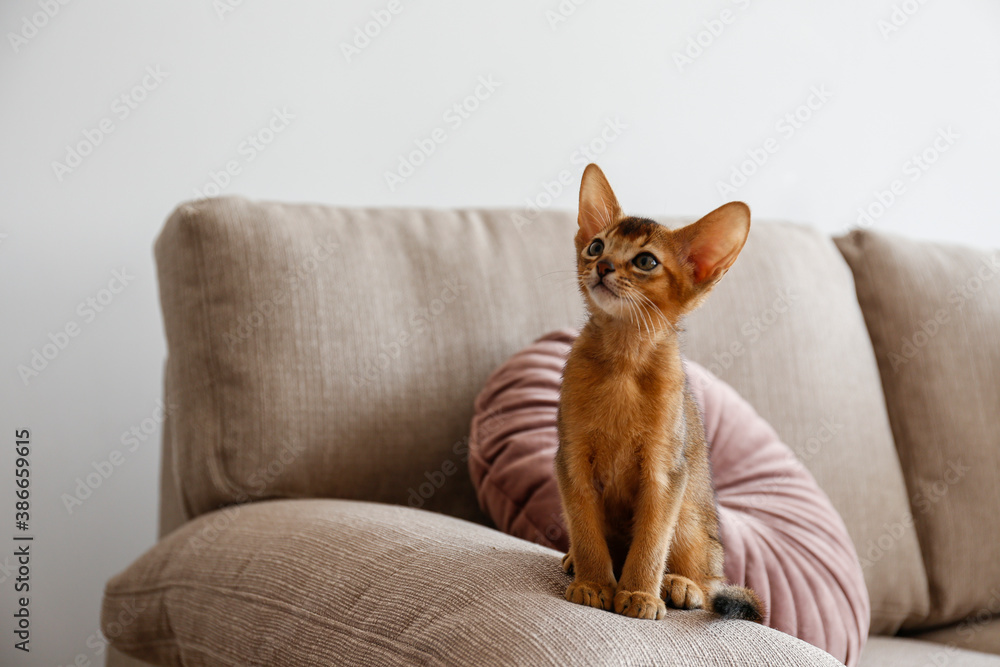 Two month old cinnamon abyssinian cat at home. Beautiful purebred short haired kitten on beige textile couch in living room. Close up, copy space, background,.