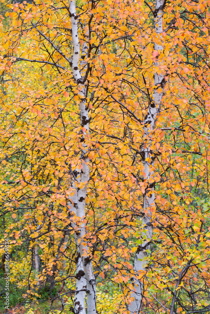 Mountain birch in fall colours Mountain birch in fall colours