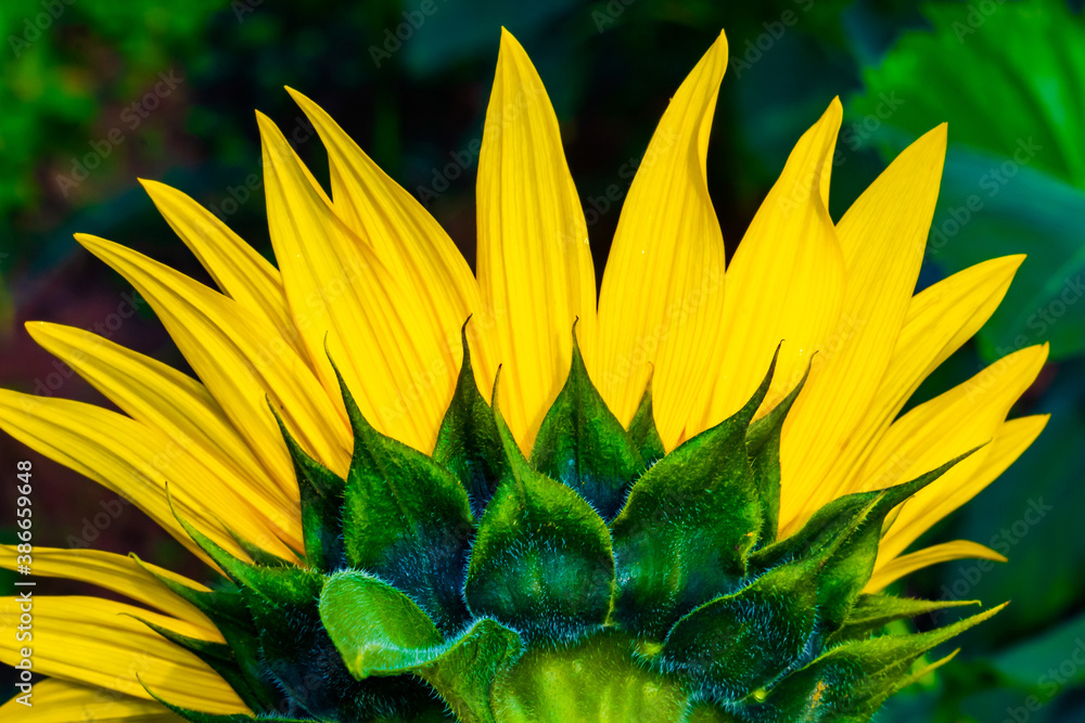 Sunflower Fields in the Mountains