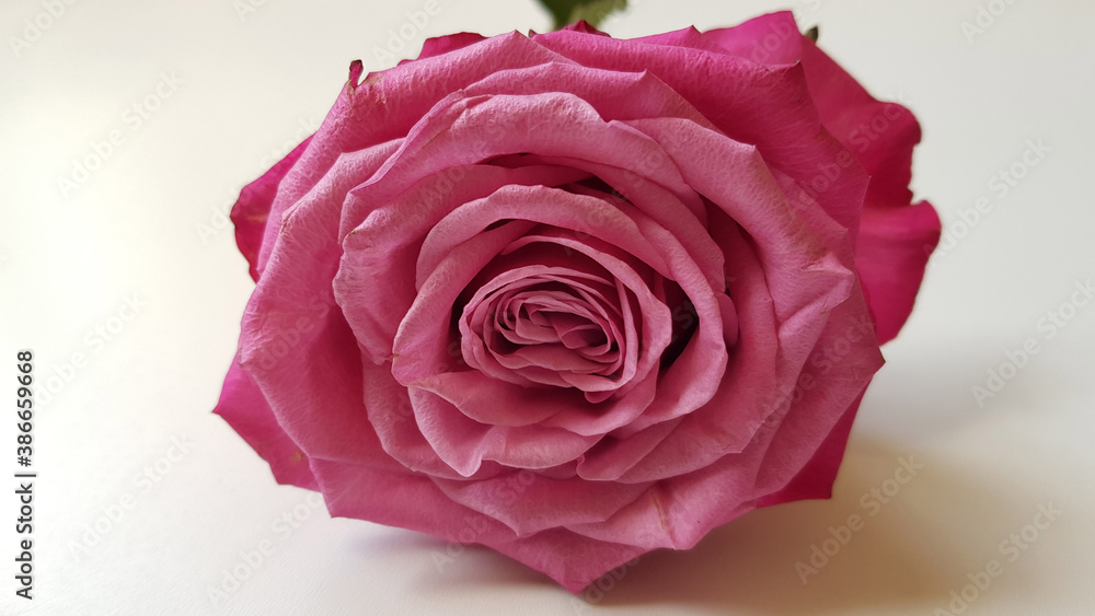 Close up of pink rose on white background Close up of pink rose on white background