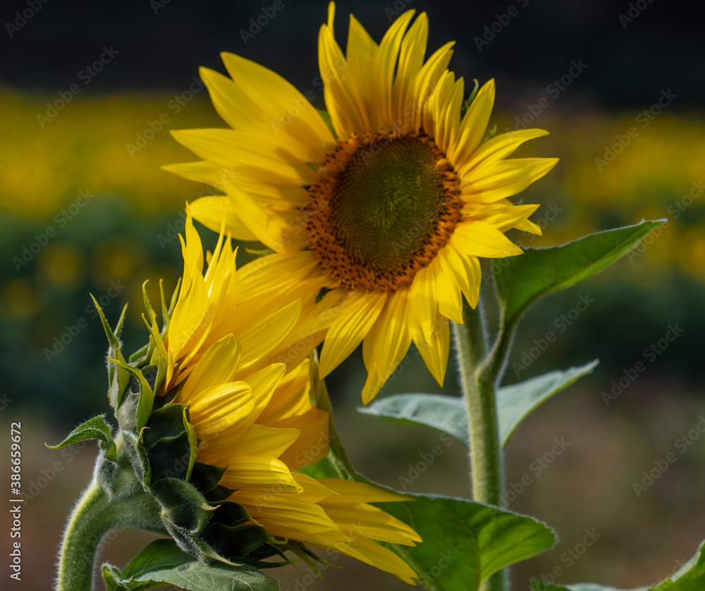 Sunflower Fields in the Mountains