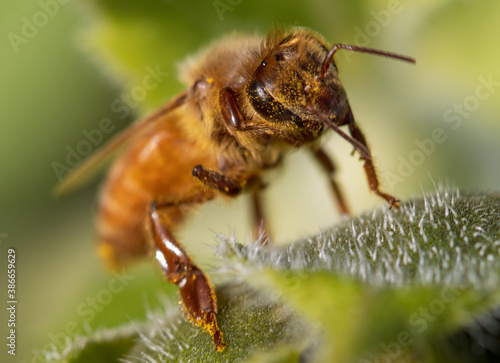 Busy Bees on a Sunflower © Hollie