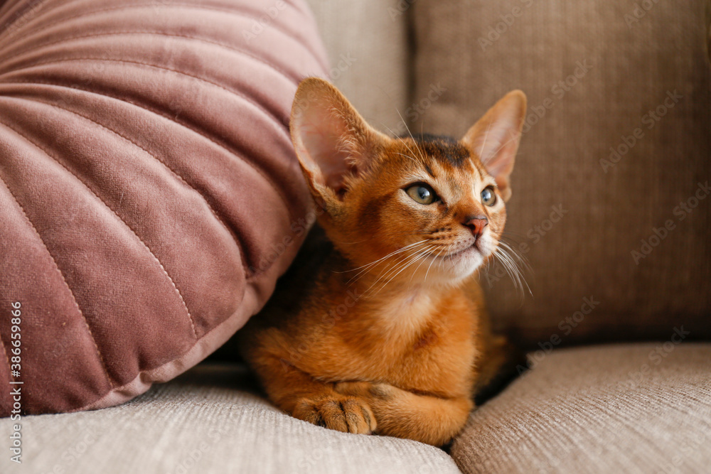 Two month old cinnamon abyssinian cat at home. Beautiful purebred short haired kitten on beige textile couch in living room. Close up, copy space, background,.
