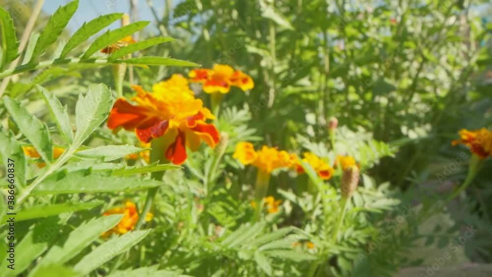 Yellow and orange flowers adorn a happy summer day. Yellow and orange flowers adorn a happy summer day.