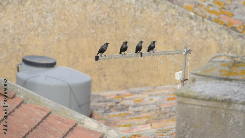 typical birds on the roofs of an Italian village typical birds on the roofs of an Italian village