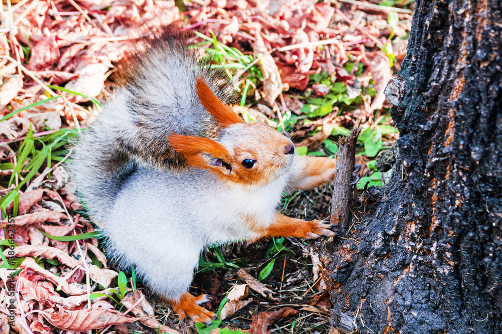 A funny fluffy red squirrel sits on the ground near a tree in an autumn park and holds a stick in its claws A funny fluffy red squirrel sits on the ground near a tree in an autumn park and holds a stick in its claws