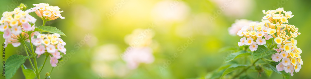 Nature of flower in garden using as cover page background natural flora wallpaper or template brochure landing page design Nature of flower in garden using as cover page background natural flora wallpaper or template brochure landing page design