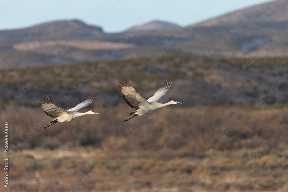 Fototapeta premium Beautiful Sandhill Cranes in Bosque Del Apache National Wildlife Refuge