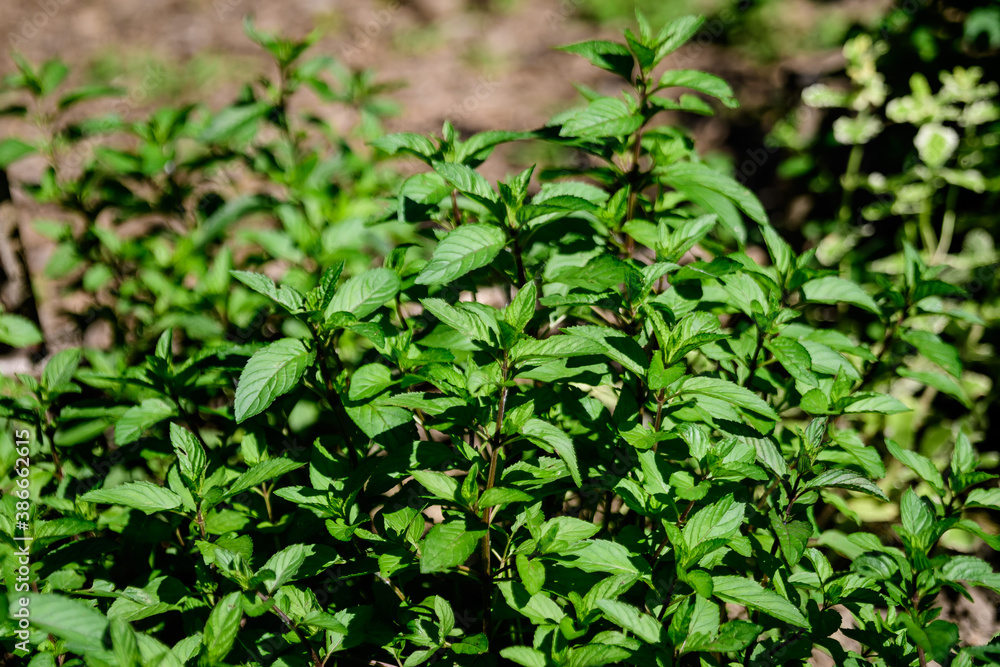 Fresh green peppermint or mentha × piperita, also known as Mentha balsamea leaves in direct sunlight, in an organic herbs garden, in a sunny summer day.