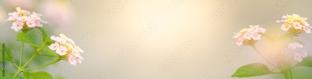Nature of flower in garden using as cover page background natural flora wallpaper or template brochure landing page design Nature of flower in garden using as cover page background natural flora wallpaper or template brochure landing page design