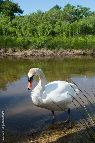 Un cygne blanc tubercul    avec son bec orang    sort de l eau