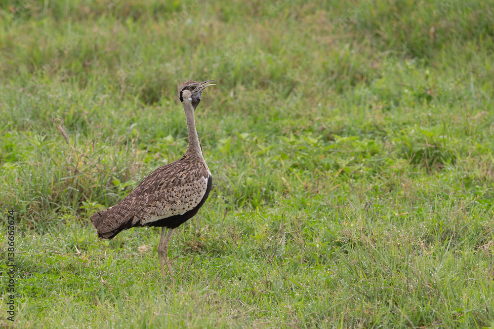 Black-bellied Bustard in Tanzania Black-bellied Bustard in Tanzania