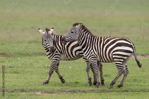Fototapeta Naklejka Na Ścianę i Meble -  Plains Zebra in Tanzania Africa
