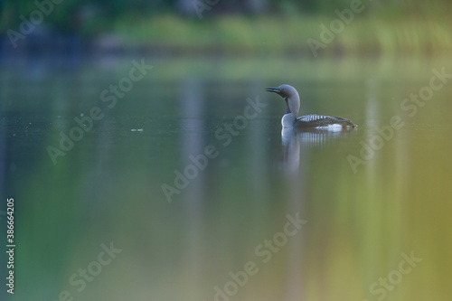 Black-throated loon bird in the water photo