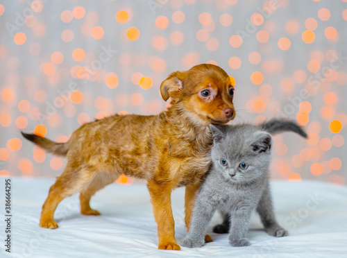 Fototapeta Naklejka Na Ścianę i Meble -  Little toy terrier puppy sniffs a fluffy gray kitten against the background of lights