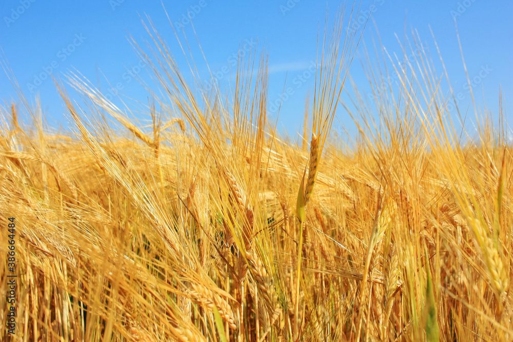 Golden ears of wheat in the field