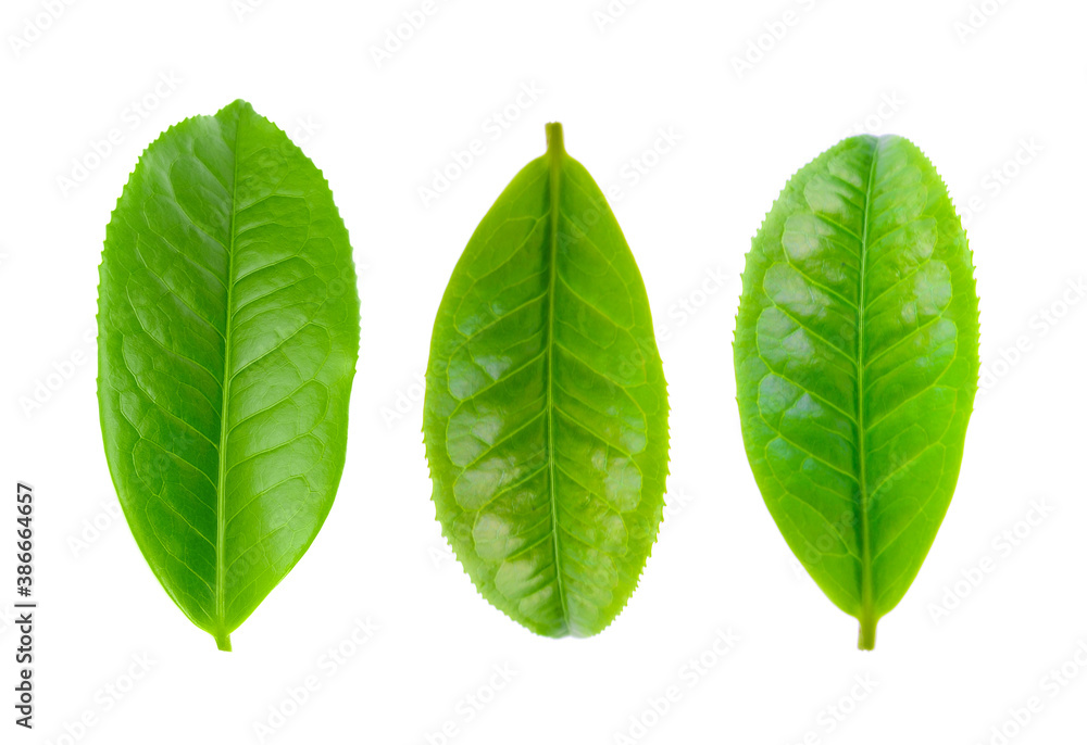 Obraz premium green tea leaf isolated on white background