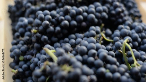 grones of blue grapes, close-up, side view. Harvesting. Winemaking stages
 photo