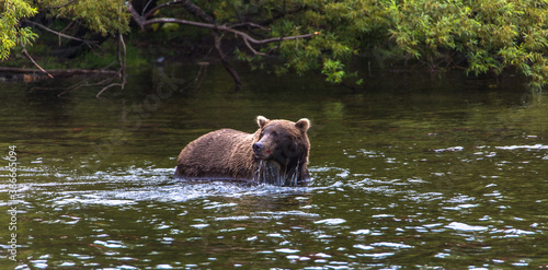 Brown bear standing in the water. Water flows from the bear