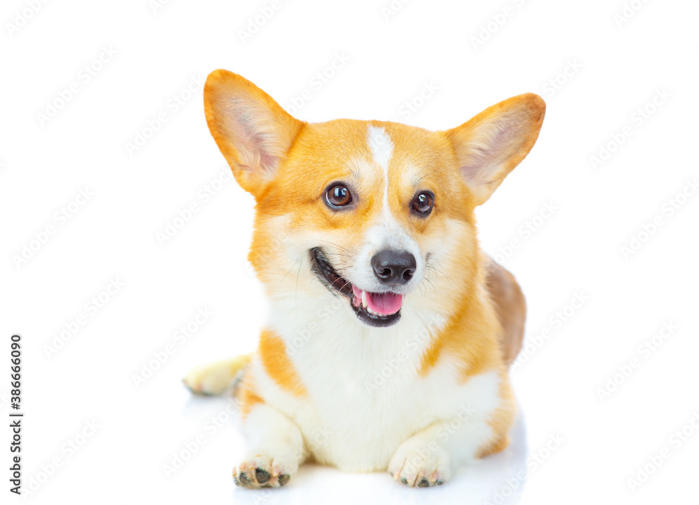 A red-haired corgi dog stands and looks sideways to the camera and looks away. Isolated on white background