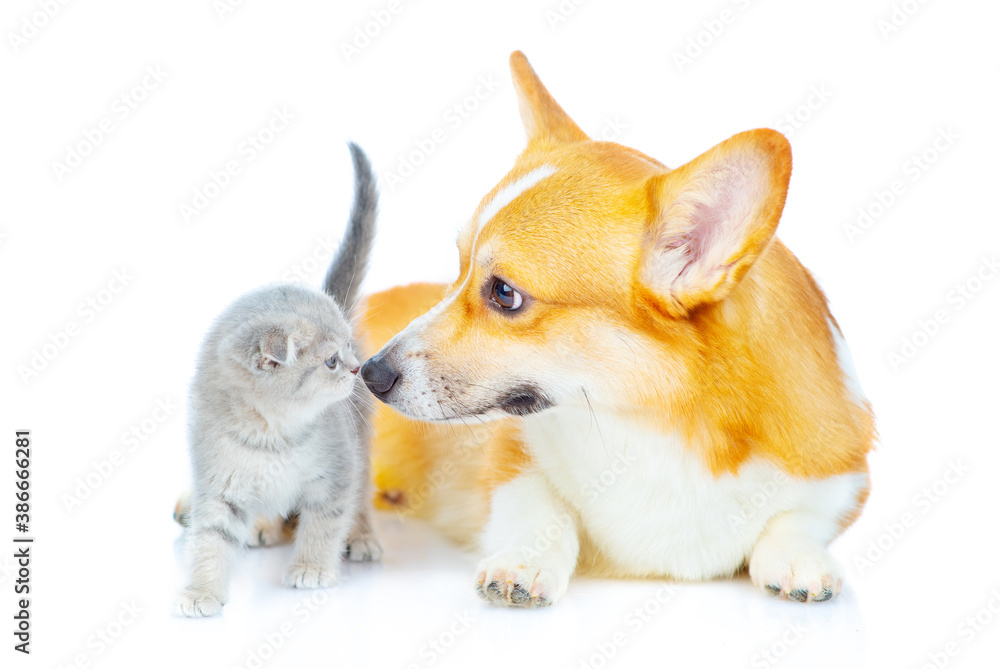 A corgi dog sits next to a small gray kitten and looks at the kitten. Isolated on white background