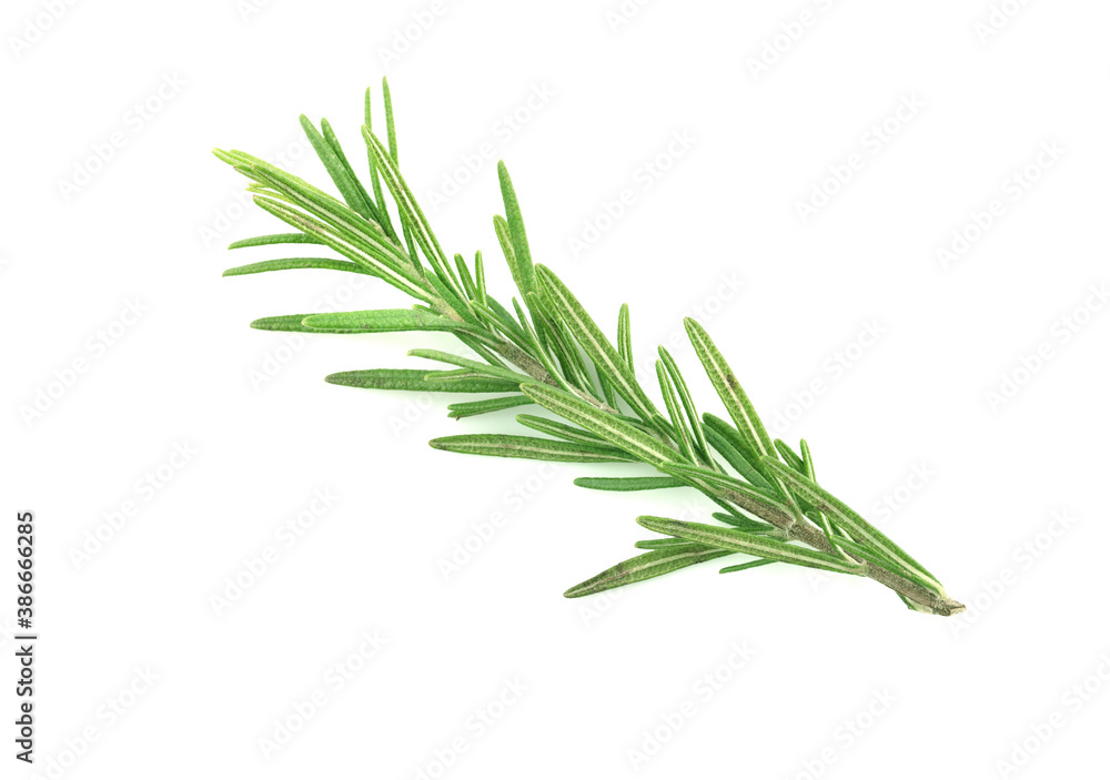 Fototapeta premium Rosemary isolated on a white background